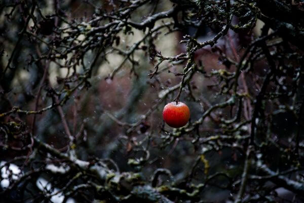 A solitary red apple hanging from a bare, gnarled tree branch in winter, representing emotional resilience and inner strength.